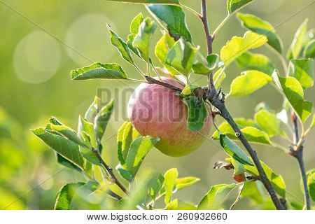 Fresh Raw Red Apple On The Branch In The Garden On Sunny Day. Close Up, Shallow Depth Of The Field.