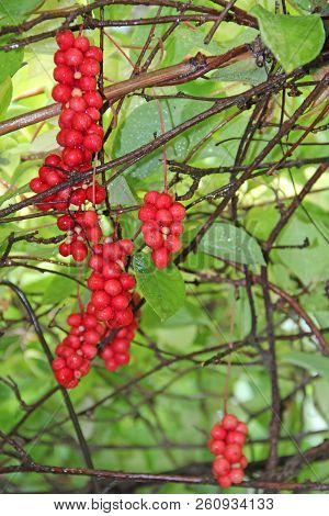 Branches Of Red Schisandra. Bunches Of Ripe Schizandra