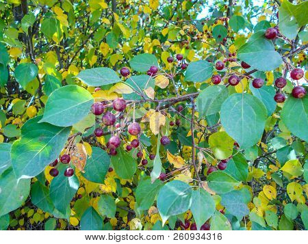Red Ranet. Background Of Red Ranet. A Bunch Of Red Ranet On A Branch.