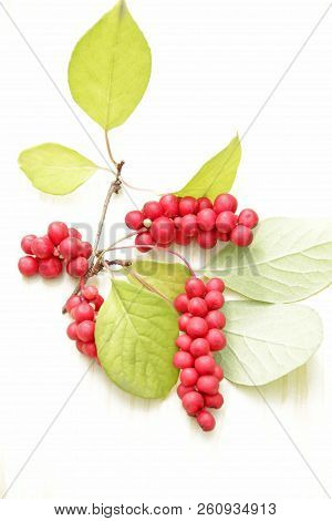 Branches Of Red Schisandra. Clusters Of Ripe Schizandra On White Background