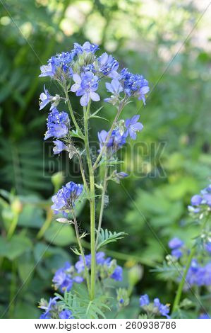Polemonium Caeruleum, Known As Jacob's-ladder Or Greek Valerian, Is A Hardy Perennial Flowering Plan