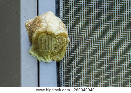 This Cocoon-like Structure, A Praying Mantis Ootheca, Is Left To Weather The Winter.
