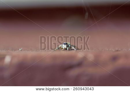 Zebra Spider On Red Brick Windowsill In Sunshine