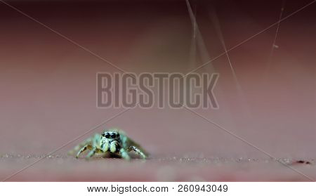 Zebra Spider Sitting  On Red Tile Windowsill