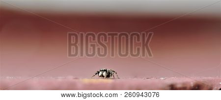 Zebra Spider On Red Tile Windowsill In Autumn Sunshine