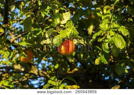 Red Juicy Apples Hang On A Branch..harvesting Time From The Autumn Varieties Of Red Apple Trees.