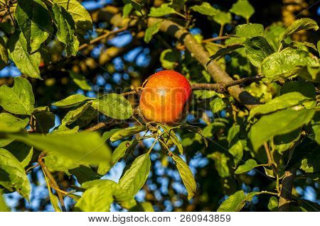 Red Juicy Apples Hang On A Branch..harvesting Time From The Autumn Varieties Of Red Apple Trees.
