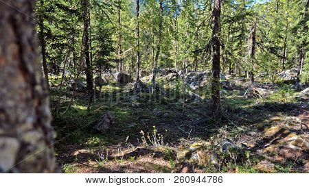An Alpine Forest Of Pine Trees, Moss And Heavily Wooded Forest Floor. The Forest Is Located In The A