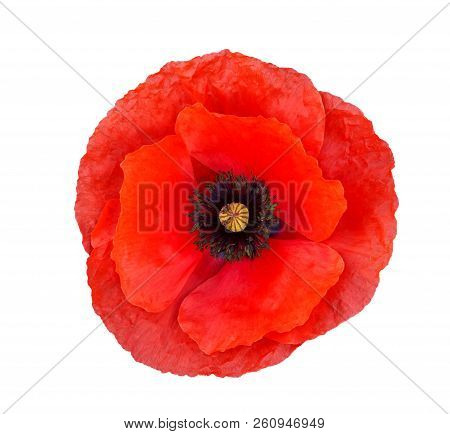 Bright Red Poppy Flower Isolated On White , Top View