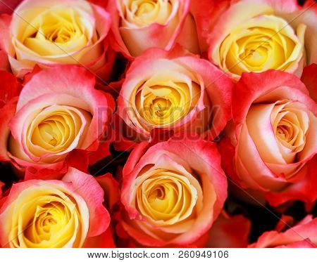 Background Image Of Red Roses Flowers Selective Focus