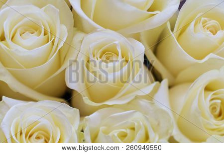 Background Image Of White Roses Flowers, Selective Focus, Top View