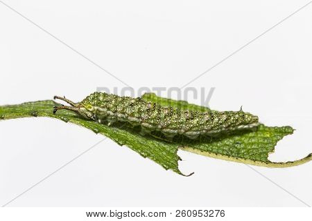 Caterpillar Of Tabby Butterfly  (pseudergolis Wedah) On Its Host Plant Leaf