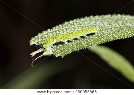 Caterpillar Of Tabby Butterfly  (pseudergolis Wedah) On Its Host Plant Leaf