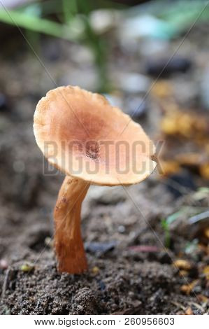 Fresh Death Of Brown Poisonous Mushroom On Ground In The Rainforests Of Thailand.