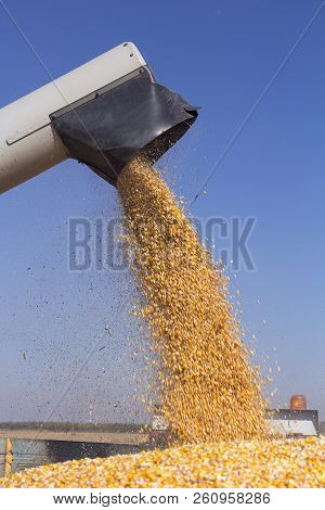 Corn Harvest. Corn Falling From Combine Harvester Auger Into Grain Cart. Unloading Auger Pouring Cor