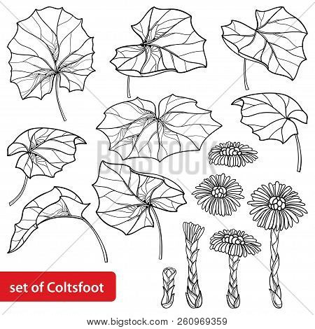 Vector Set With Outline Tussilago Farfara Or Coltsfoot Or Foalfoot, Leaves And Flower In Black Isola