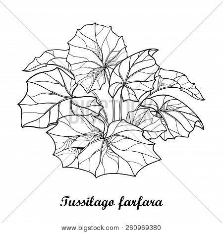 Vector Bush With Outline Tussilago Farfara Or Coltsfoot Or Foalfoot With Ornate Leaves In Black Isol