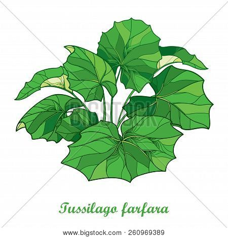Vector Bush With Outline Tussilago Farfara Or Coltsfoot Or Foalfoot With Ornate Green Leaves Isolate