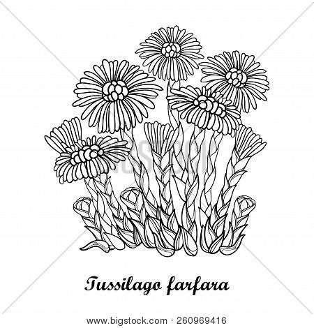 Vector Bush With Outline Tussilago Farfara Or Coltsfoot Or Foalfoot With Flower And Bud In Black Iso