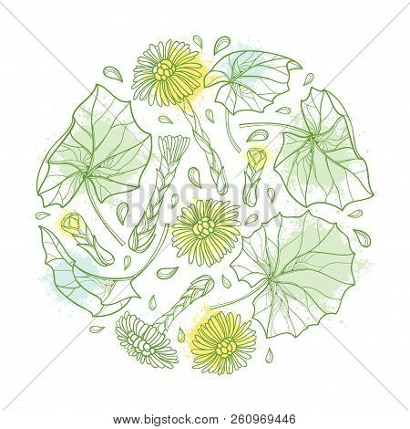 Vector Round Bunch With Outline Tussilago Farfara Or Coltsfoot With Leaves And Flower In Pastel Gree