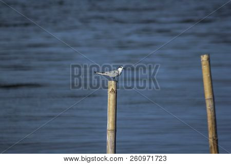 Sternidae Are Small Sea Birds. The Coat Color Is Generally White.