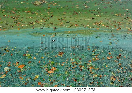Green Tina On Swamp. A Layer Of Tina, Duckweed On The Surface Of The Lake With Autumn Leaves Forms A