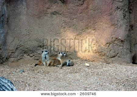 Familia Suricata