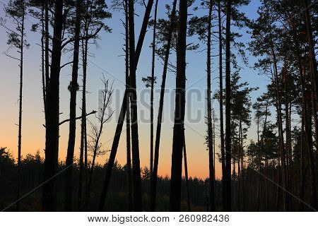 Dark Silhouettes Of Tall Pines Against The Evening Sunset Sky.