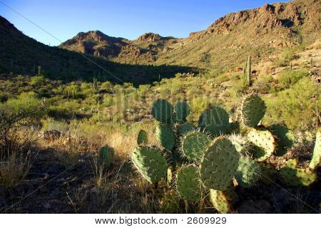 Cacto de pera espinhosa no deserto