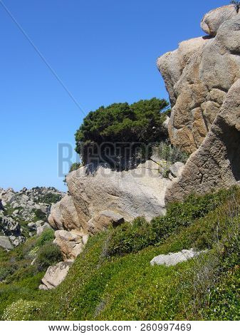 Granite Rocks With Mediterranean Vegetation, Capo Testa, Santa Teresa Gallura, Italy