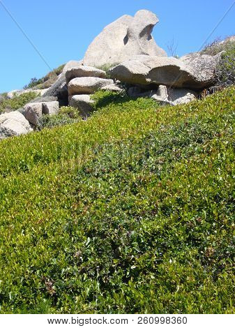 Granite Rocks With Mediterranean Vegetation, Moon's Valley, Capo Testa, Santa Teresa Gallura, Italy