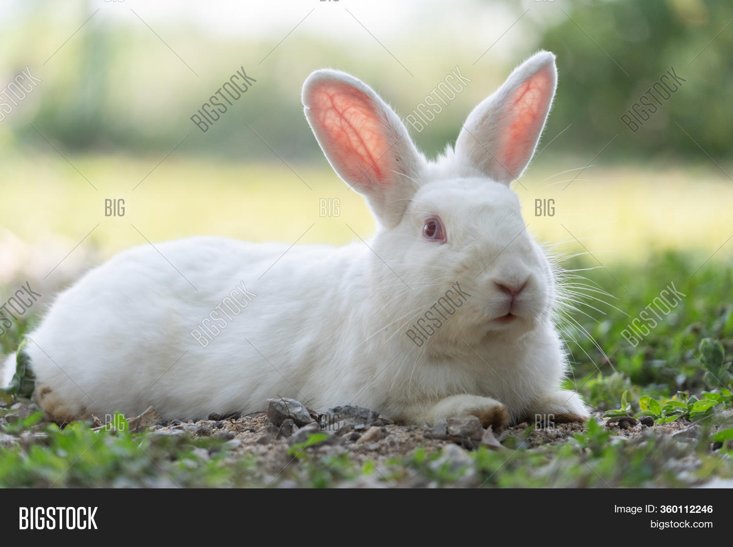 White Rabbit Outdoors. Image & Photo (Free Trial) Bigstock
