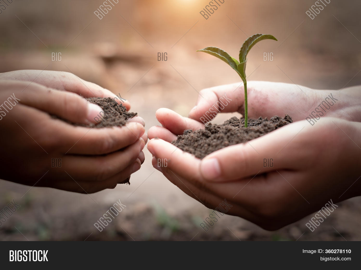 Trees Growing Fertile Image & Photo (Free Trial) Bigstock