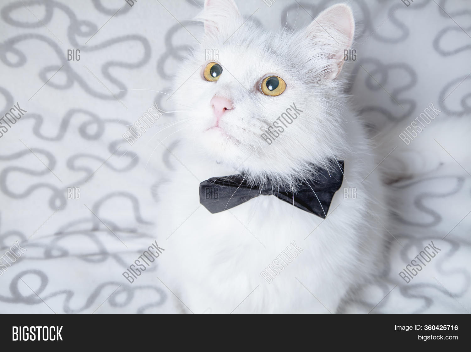 Beautiful White Angora Image & Photo (Free Trial) | Bigstock