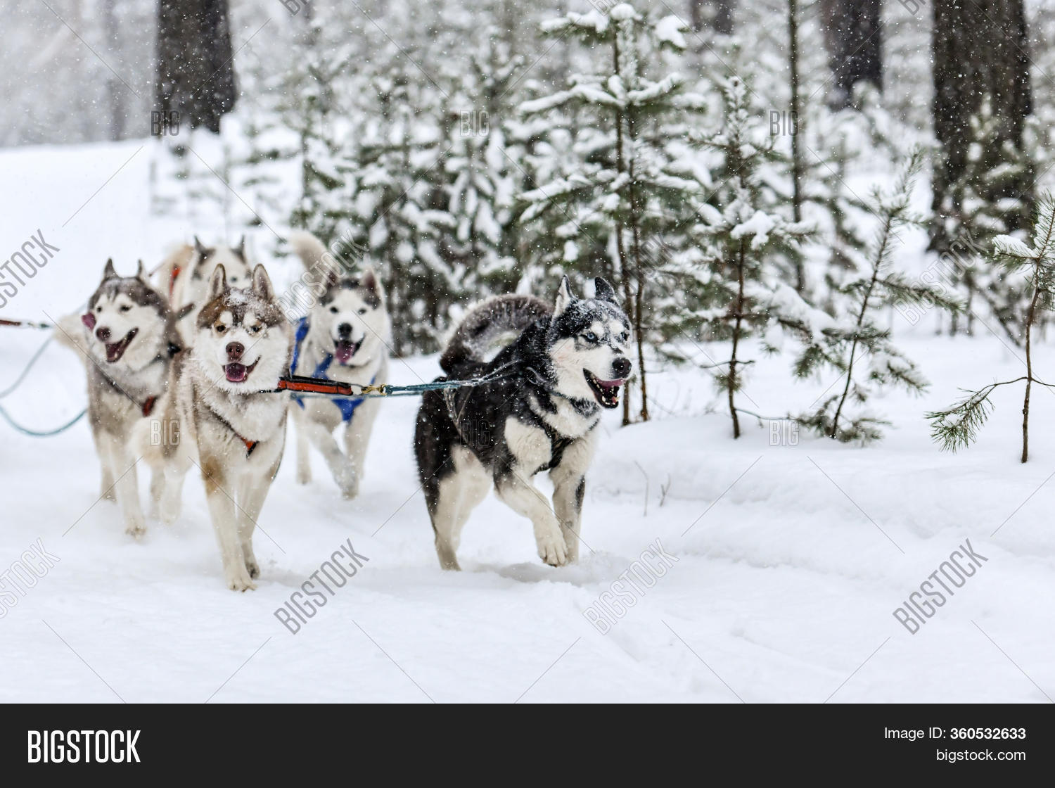 husky harness pulling sled