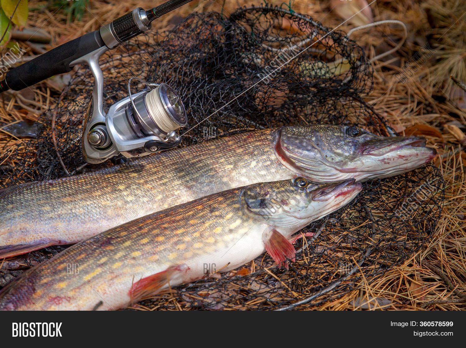 pike fishing rod and reel