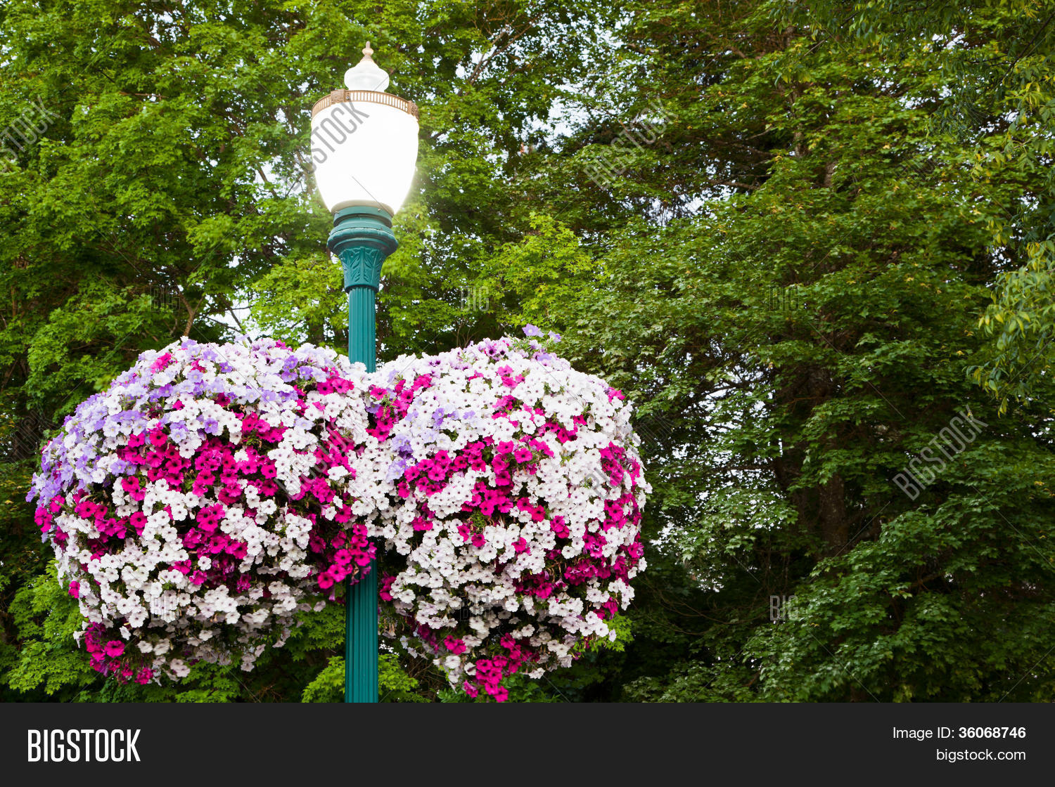 Lamp Post Flowers Image & Photo (Free Trial) | Bigstock