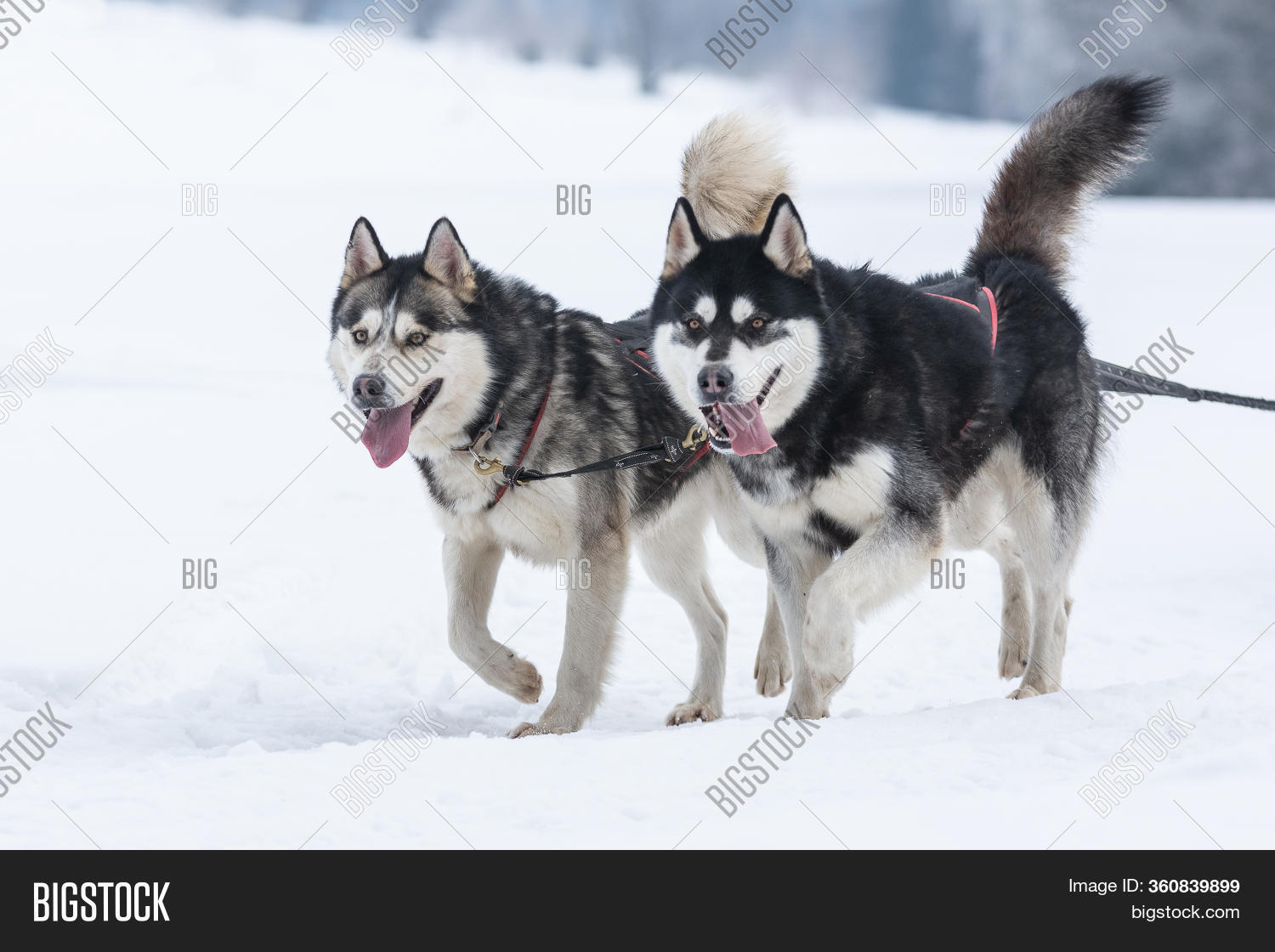 Pack Siberian Huskies Image & Photo (Free Trial) Bigstock