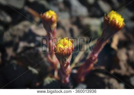 Blooming In Early Spring Bush Coltsfoot. Beautiful Yellow Coltsfoot Flower. Tussilago Farfara.