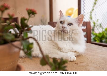 White Cat Of Turkish Angora Breed, On Top Of A Wooden Table On The Terrace, Blue Eyes
