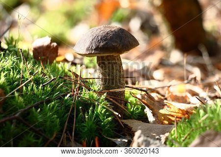 In Wood Among The Fallen Down Leaves And A Moss The Birch Mushroom Has Grown.
