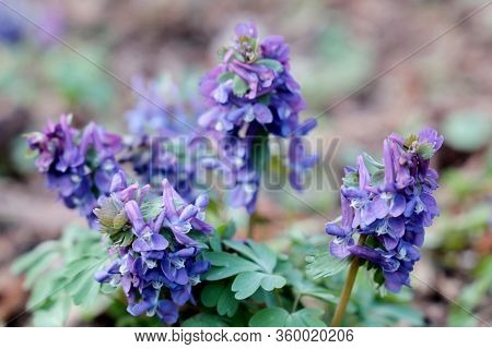 First Spring Flowers In A Forest. Fumewort, Corydalis Solida Blooming In April