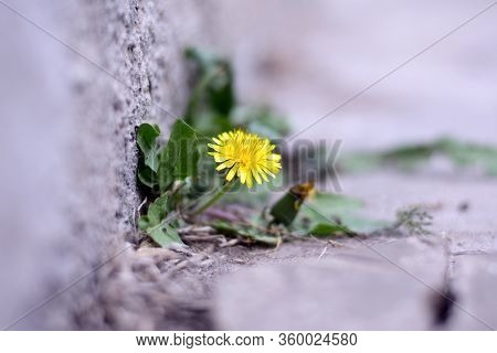 A Lone Dandelion Made Its Way Through Concrete. Plant Sprouted Through The Sidewalk