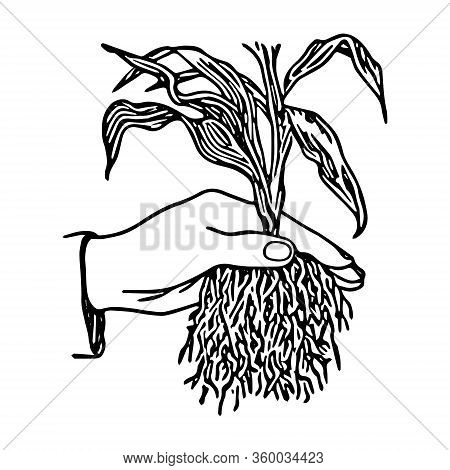 Black Outline Hand Drawing Vector Illustration Of A Decorative Plant With Roots Transplanting In A P