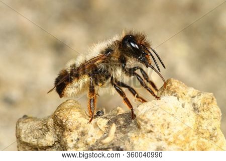 Red Mason Bee, Osmia Rufa, Pollinator On The Soil
