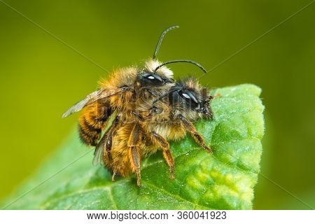 Mating Of Two Red Mason Bees, Osmia Bicornis