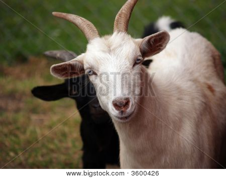 White Goat