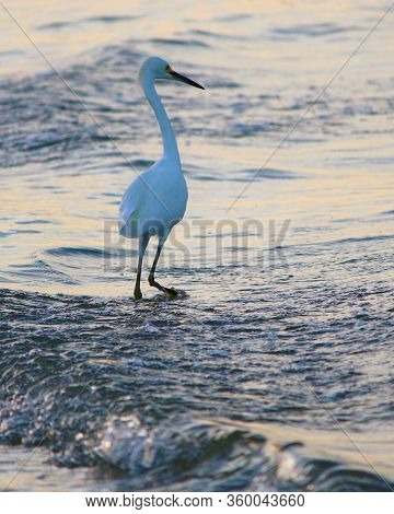 Beautiful Sea Bird Wading In The Surf At Sun Rise