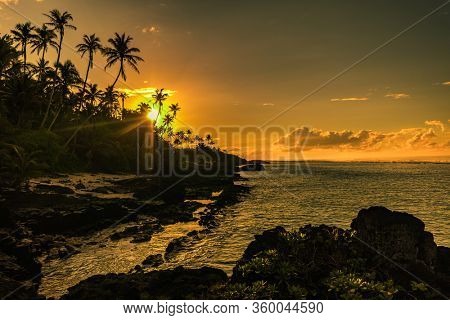 Coconut palm trees on the beach during the sunrise on Upolu, Samoa Islands.