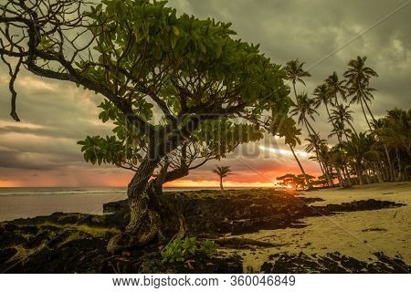 Coconut palm trees on the beach during the sunrise on Upolu, Samoa Islands.